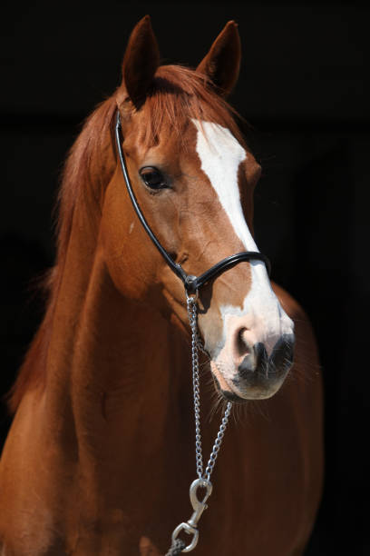 istock Amazing chestnut Thoroughbred isolated on black background 1146673880