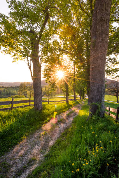 istock Sunset in a small park in austria with trees a stone path and a small fence 1146674853