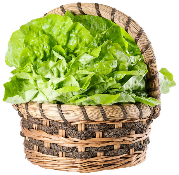 istock Smooth lettuce in basket on white background 1146675284