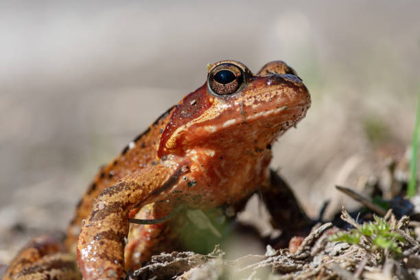 istock Close view of a colorful frog in sunlight 1146676491
