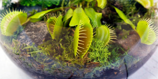Trappole carnivore a mosca venere (Dionaea muscipula) e sundews (Drosera capensis) in terrario - foto stock