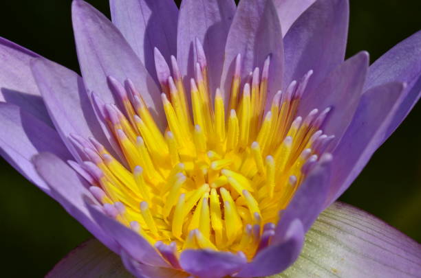 istock Colorful lotus flowers 1146677000
