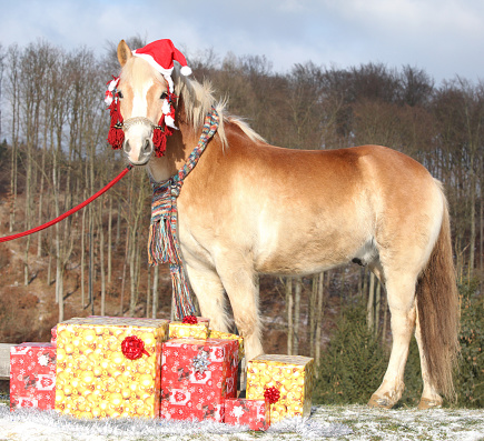 Amazing horse with christmas hat and gifts outside