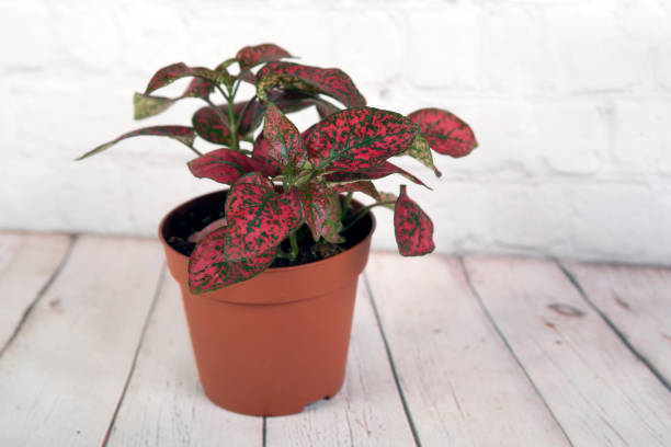 istock Red hypoestes plant 1146677261