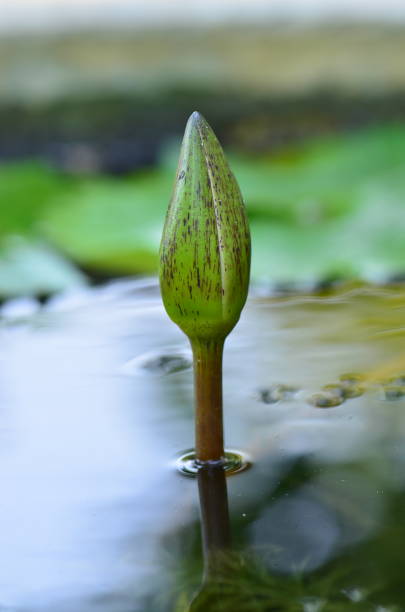 istock Colorful lotus flowers 1146678631