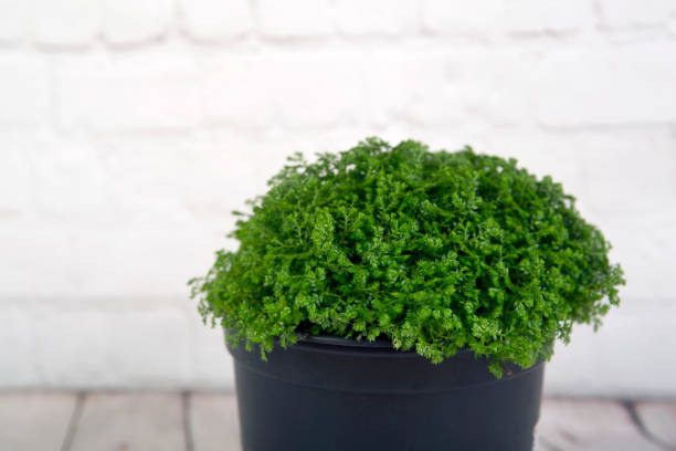 istock Moss fern, selaginella martensii 1146678804