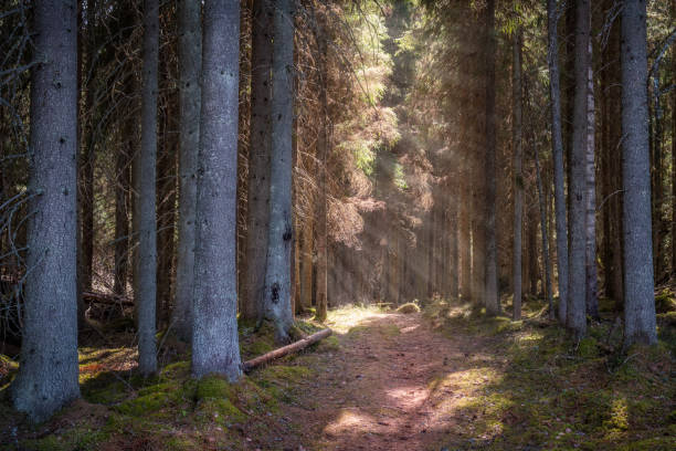 istock Idyllic forest path with sunlight and sun beams rays at sunny summer day in Finland 1146678899