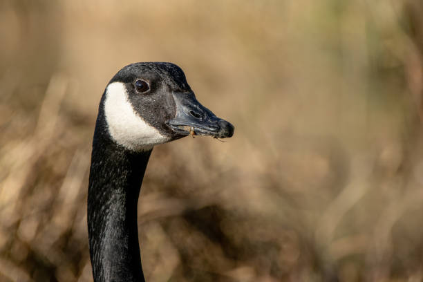 istock Portrait of Canada Goose (Branta canadensis) 1146678909