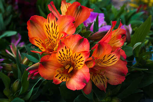 Alstroemeria commonly called the Peruvian lily or lily of the Incas, is a genus of flowering plants in the family Alstroemeriaceae