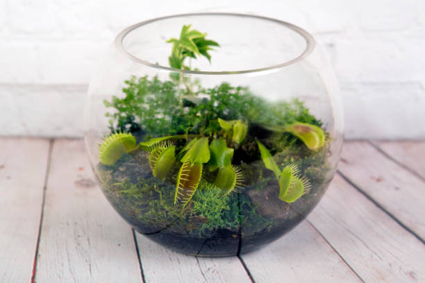 istock Carnivorous Venus Fly Traps (Dionaea muscipula) and Sundews (Drosera capensis) in terrarium 1146679341