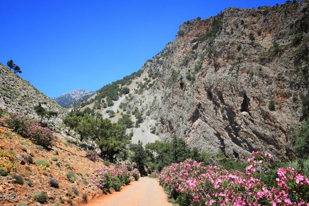 Greece oleanders Crete landscape - road lined with oleander flowers. Exit from Samaria Gorge. lefka ori photos stock pictures, royalty-free photos & images
