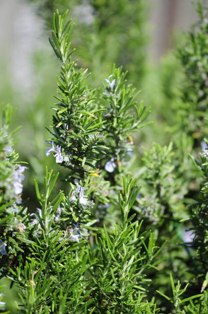 istock Rosemary plant 1146679705