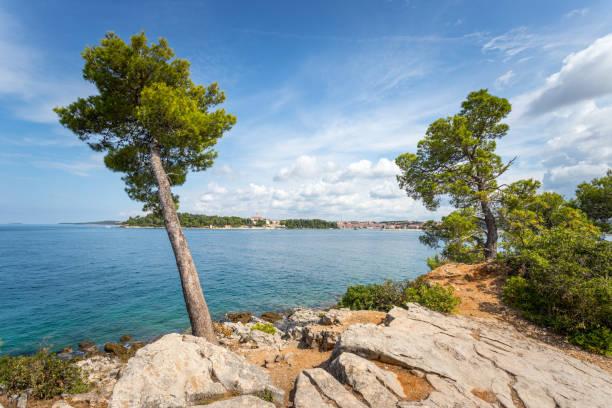 istock Coastal line in Croatia: Strong green tree, blue ocean and sky 1146680876