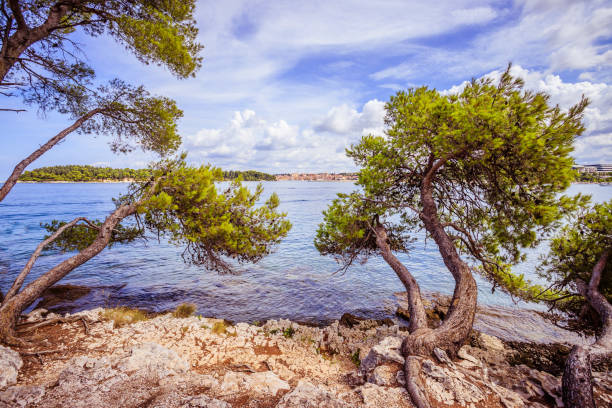 landscape with a lonely pine tree on the background of the sea