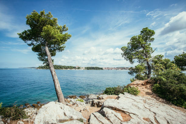 istock Coastal line in Croatia: Strong green tree, blue ocean and sky 1146680932