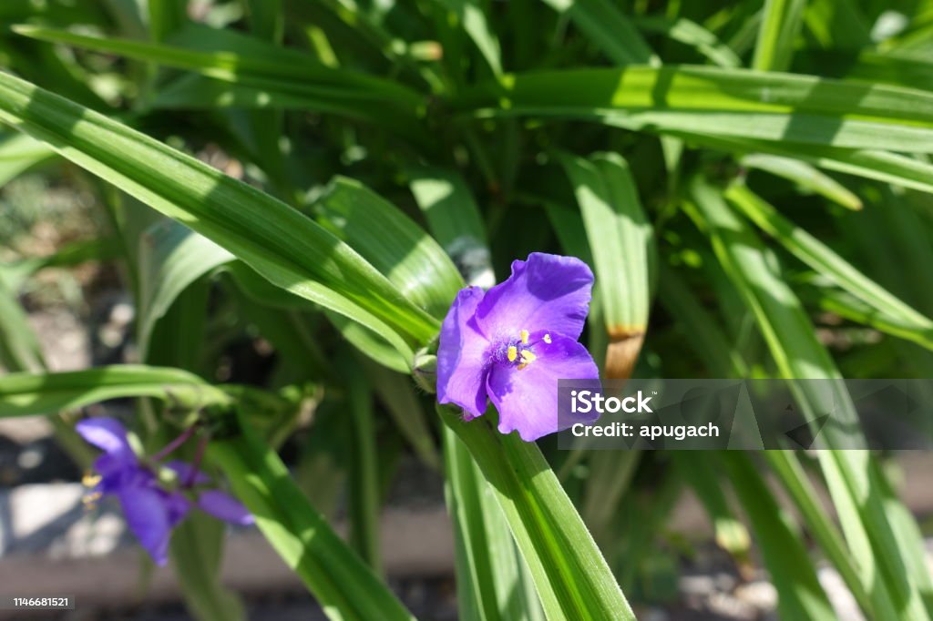 Bright violet flowers of spiderwort in late spring Beauty Stock Photo