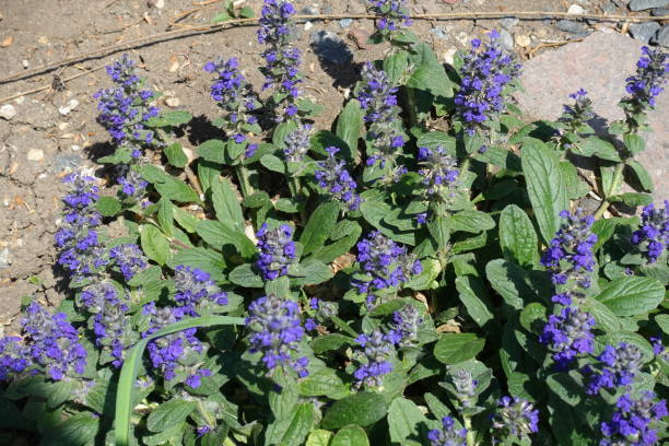 racemos densos de flores roxas de ajuga reptans em maio - ajuga - fotografias e filmes do acervo