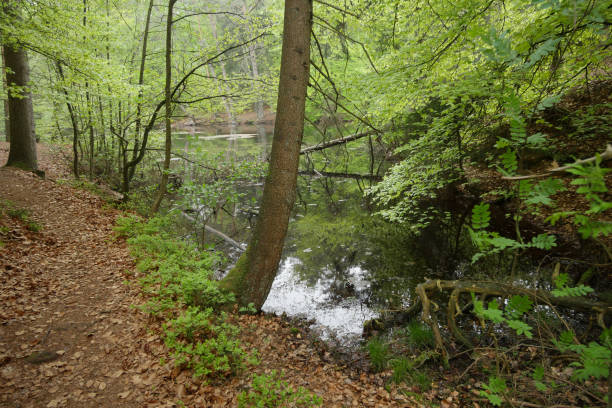 istock Donoperteich in spring on Hermansweg in the Teutoburger Forest in Germany 1146683413