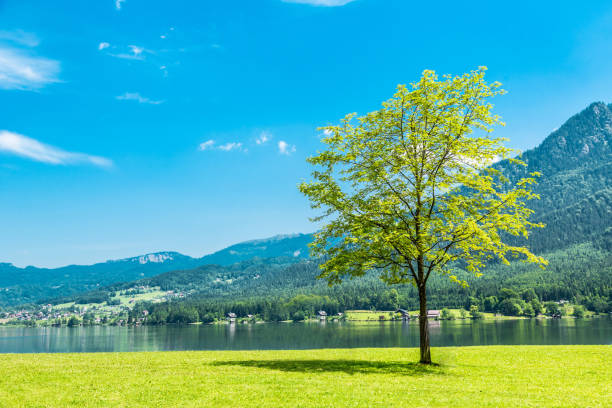 einzelbaum in der nähe von wasser - standing water grass area meadow lawn stock-fotos und bilder