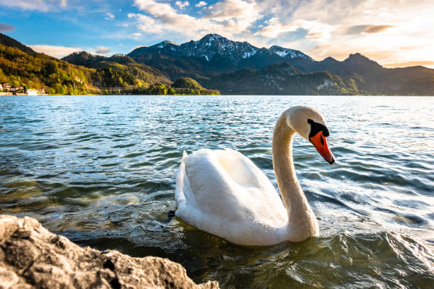 istock kochel lake - bavaria 1146687975