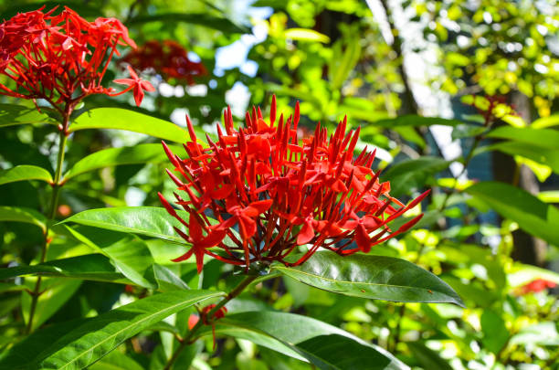 istock Pentas lanceolata in the garden. 1146688200