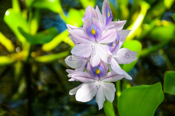istock Eichhornia crassipes in the pond. 1146688276