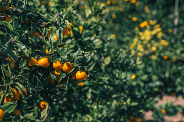 istock Orange fruit on tree in the garden. 1146688381