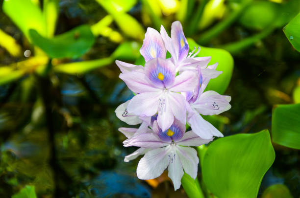 istock Eichhornia crassipes in the pond. 1146688399