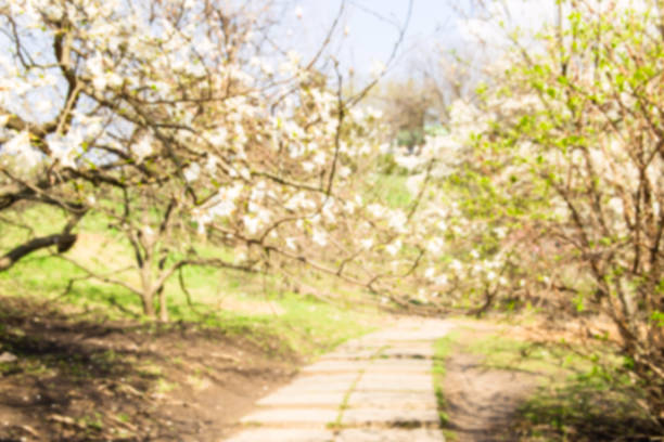 Light and warm spring landscape with blooming magnolias and the first green grass. Blurred image background
