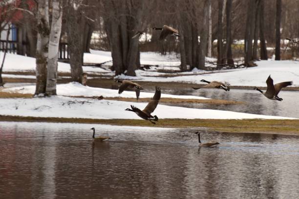 istock Wild geese in flight in the Canadian spring 1146690122