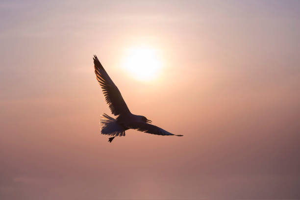 istock The silhouette of a flying seagull. Dramatic Sunset Sky background. 1146690975