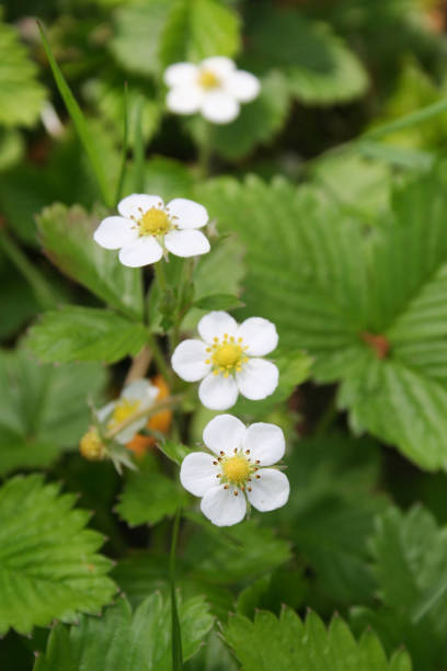 istock Wild strawberry plants with white flowers 1146691531