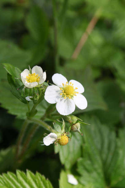 istock Wild strawberry plants with white flowers 1146691578