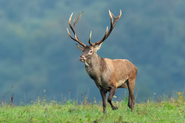 istock Red deer stag running in nature with short green grass and blurred background 1146693209