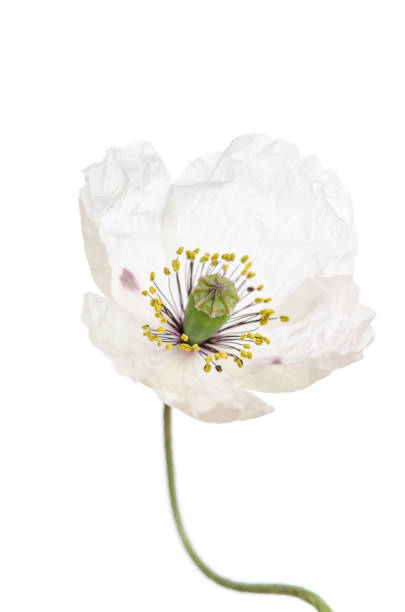 Single white poppy isolated on white background.