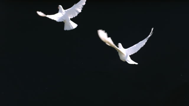 Doves fly against black background, slow motion