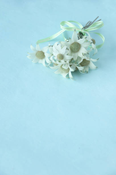 istock bouquet of  flannel flower 1146694615