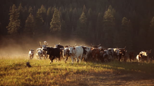 Cowboy on horseback herding cattle at sunset
