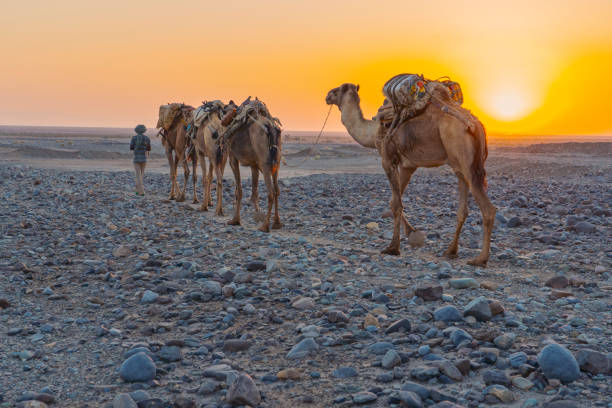 ein afar-mann, der eine karawane von dromedaren führt, die salz in der danakil-depression in äthiopien transportieren. - afar desert stock-fotos und bilder