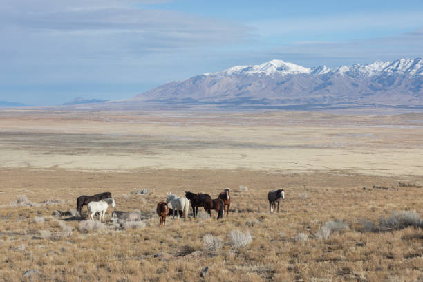 istock Herd of Wild Horses in Winter 1146698435