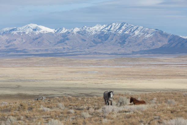 istock Herd of Wild Horses in Winter 1146698587
