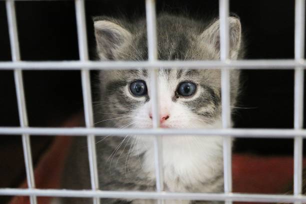 istock beautiful small kitten head portrait behind a fence 1146699058