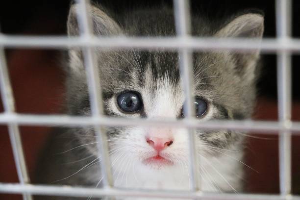 istock beautiful small kitten head portrait behind a fence 1146699059