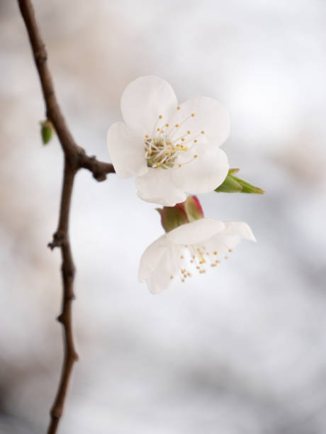 White flowers of apricot on a blurry background.