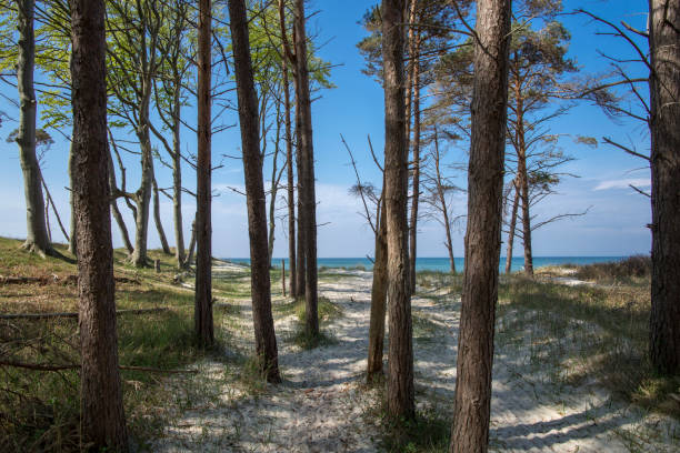 istock beach at the baltic sea with forest 1146700819