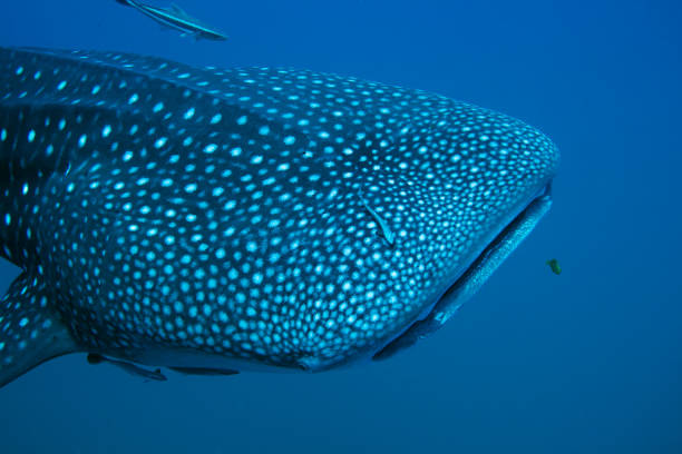 istock Close-up of a Whale Shark 1146701928