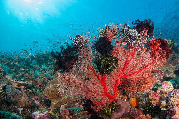 istock Beautiful red coral fan 1146701939