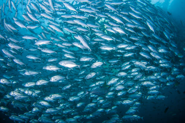 istock Huge school of Black Jacks 1146701940