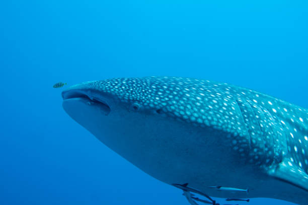 istock Close-up of a Whale Shark 1146701962