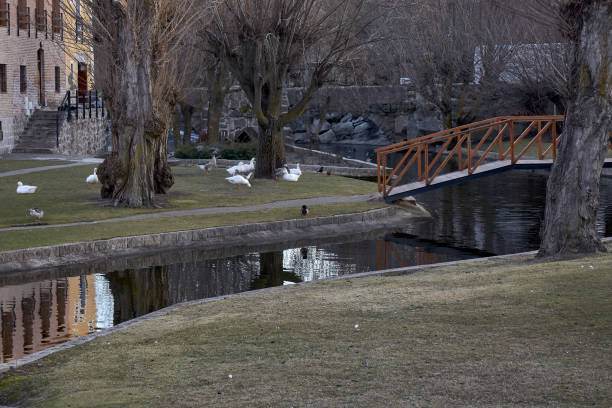 istock geese on the shore of a river 1146702923